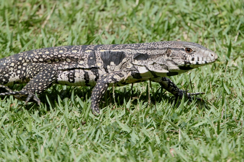 tegu